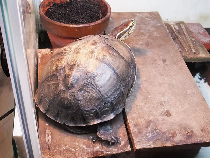Indonesian Box turtle Photo on Aug. 2nd, 2016