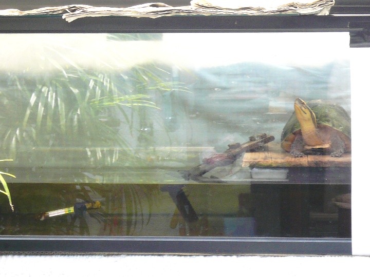 Malayan Box turtle, Jun. 4th, 2010
